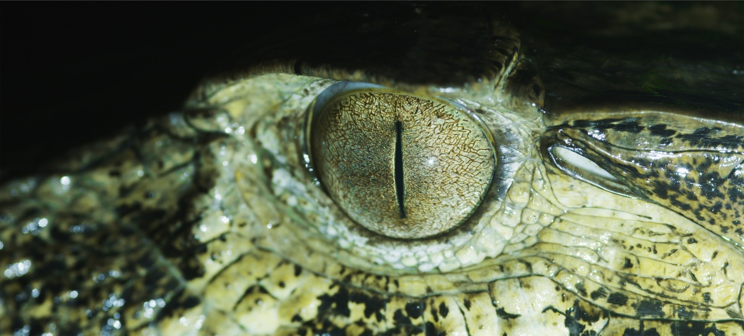 This image shows an eye of a crocodile from close in white and green colour 2.jpg